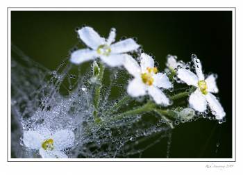dew n web on flowers a.jpg